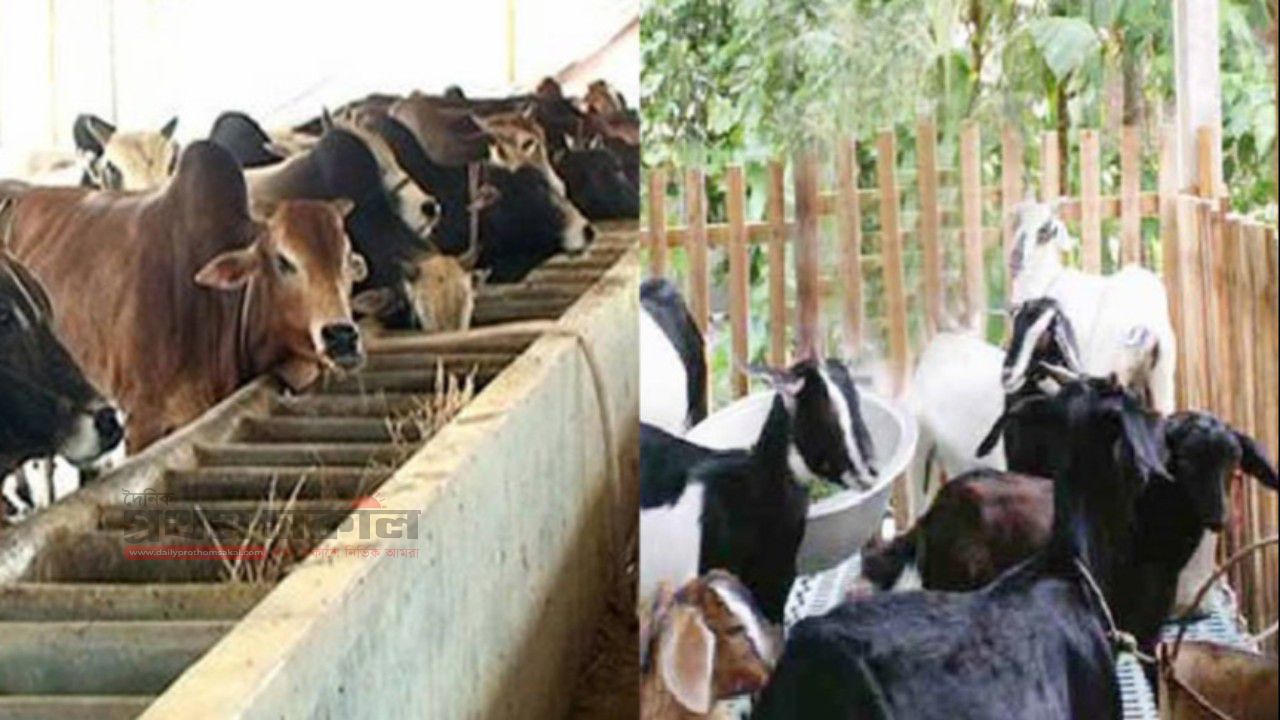 চাঁদপুরে হঠাৎ গরু-ছাগল উধাও,আসল কারণ কী?