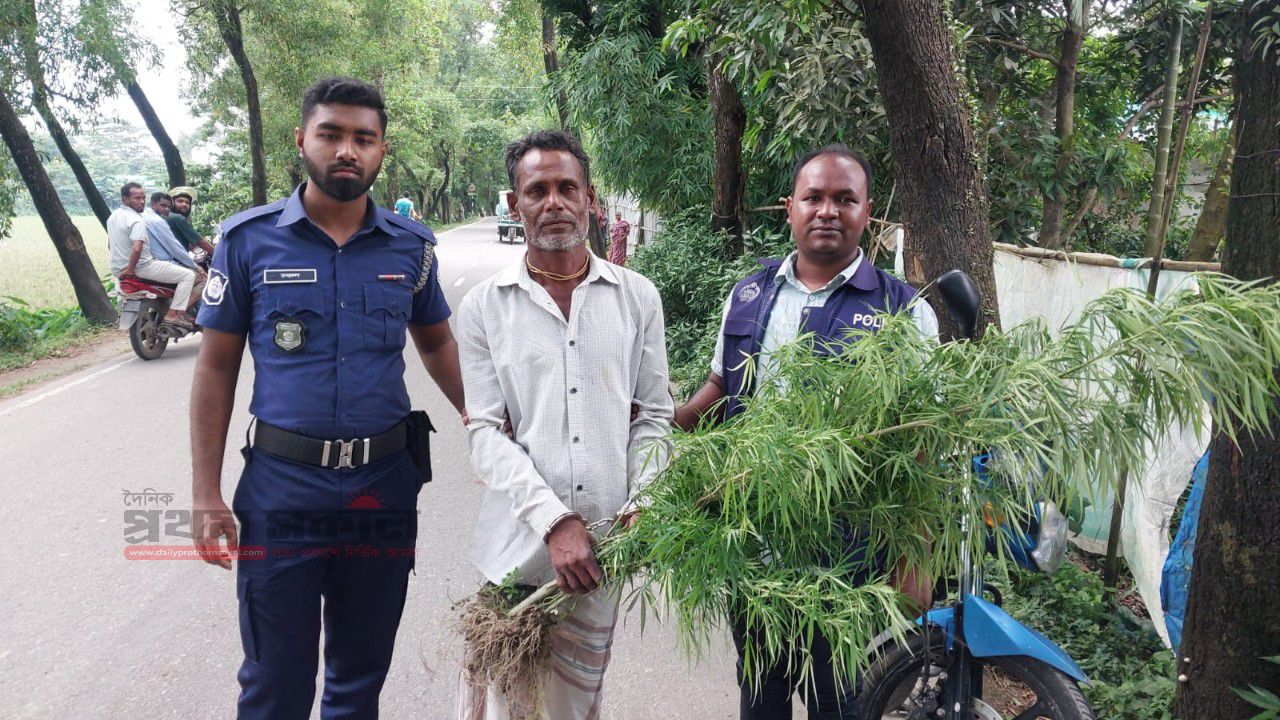  সুনামগঞ্জের হরিনগরে বাড়ির ছাঁদ থেকে গাঁজার গাছসহ ১ জন আটক