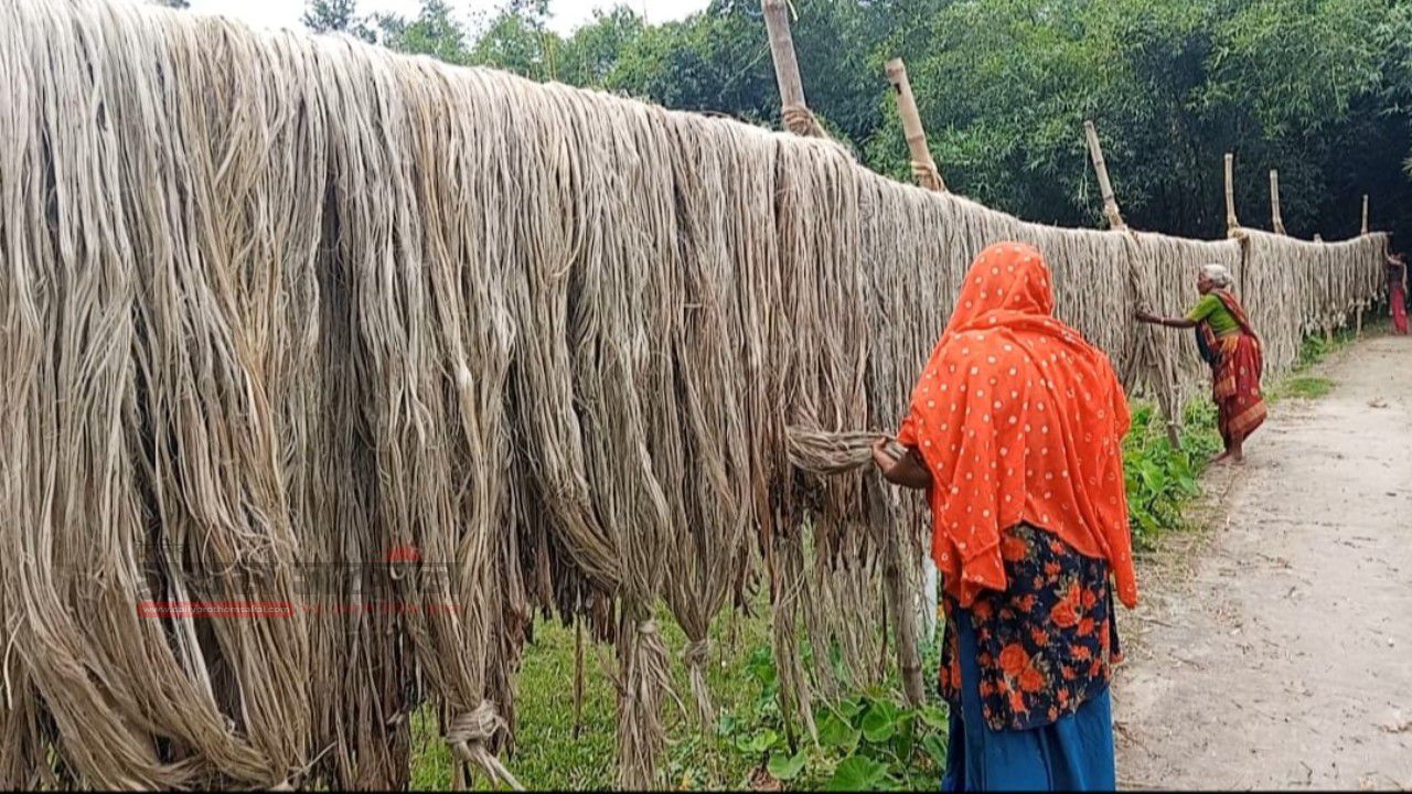 তীব্র তাপদাহ ও বৃষ্টির ঘাটতিতে মিরপুরে পাটের ফলনে বিপর্যয়,লোকসানের মুখে কৃষক ‎