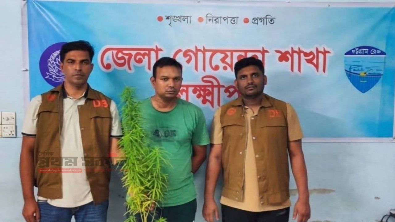 লক্ষ্মীপুরে ছাদে টবে গাঁজা চাষ,গাছসহ আটক ১